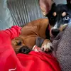 Brittaney Johnson - @brittaney.johnson - TikTok