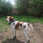 Argo Addala - @argo_the_brittany - Instagram