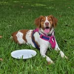 Argos - @argosthebrittany - Instagram