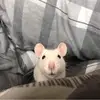 brittanybourne682 - @brittanybourne682 - TikTok