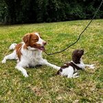 Banjo_the_Brittany - @banjo_and_clancy_the_brittanys - Instagram
