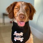 Fancy Clancy - @clancy_the_brittany - Instagram