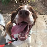 Dash ⚡️ - @dash_the_brittany - Instagram