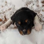 Jasper | French Brittany - @jasper.the.brittany - Instagram