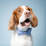 Jasper - @jasper_the_brittany_ - Instagram