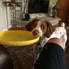 Jasper - @jasperthebrittany - TikTok