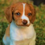 Jasper The Brittany - @jasperthebrittany1 - Instagram