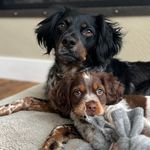 Vail & Jasper - @vail.andjasper.frenchbrittanys - Instagram