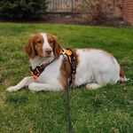 Maple The Brittany - @maple.brittany - Instagram