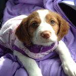 Maple the Brittany Spaniel - @maplethebrittany - Instagram