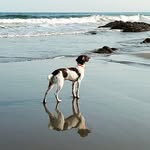 Max - @mybrittanymaximus - Instagram