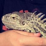 Brittany McCall - @britts.zoo - Instagram
