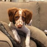 Investor Dog Merti - @mortimerthebrittany - Instagram
