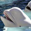 brittanyweber1977 - @brittanyweber1977 - TikTok