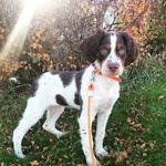 Windsor The Brittany - @windsorthebrittany - Instagram