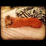 @brittneydixon - Instagram