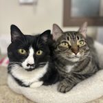 Mimi Karen, Waffles, Brittney, Gates, & Rodney - @boulevardkitties - Instagram