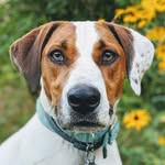 Brittney Lynn Merrill - @miss.lady.pup - Instagram