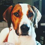 Brittney Merrill - @miss_lady_pup15 - Instagram