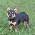 Brittney Ray - @dixie_chic_frenchies - Instagram
