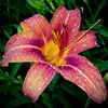 Brittney Ray - @ur.mommy.yes - TikTok