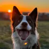 Brock, Bond and Benny - @brock.and.bond - TikTok