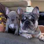 Brock & Frank 🐾 - @brockandfrank - Instagram