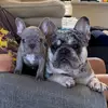 brockandfrank - @brockandfrank - TikTok
