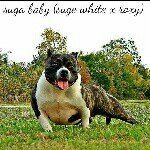Brock Phillips - @doughboyskennels - Instagram