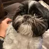 Brock 🐶🐾 - @brock_starr1 - TikTok