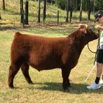 Brock Weaver - @brock_livestock - Instagram