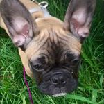 Broderick Davis - @brody.the.frenchiechild - Instagram