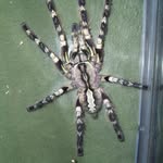 Broderick hill - @bbs_arachnids - Instagram