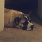 broderick m williams - @sir_titan_the_akita - Instagram
