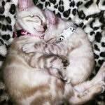 Brodie & Bailey - @twin_bengals_mom - Instagram