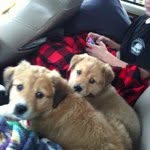 Brodie & Bailey - @brodieandbailey - Instagram