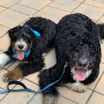 Brodie + Bailey 🐾 - @pawtners_in.crime - Instagram