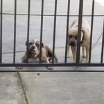 Brodie and Bailey - @brodiebailey54 - Instagram