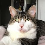 Brodie Bailey 🐾 - @kittybrodie - Instagram