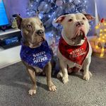 Brodie Bobbie Ball-Mackay - @ssbullys_ - Instagram