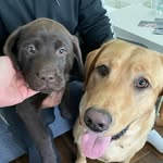 Brodie & Baxter - @brodie.and.baxter - Instagram