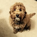 BrodieBear - @brodiebear_doodleventures - Instagram