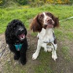 Brodie & Blake - @brodie_and_blake_dogsadventure - Instagram