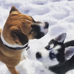 Brodie & Buck - @berkshirebarkingpups - Instagram