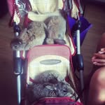 Debra C. Neal - @brodieburchamwise - Instagram