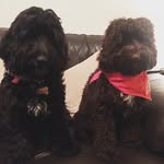 Brodie and Benson - @brodie_benson_cunningham - Instagram