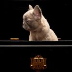 Brodie Dodd - @felinesandco_ - Instagram