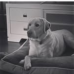 Brodie Doyle - @_brodiethelab_ - Instagram