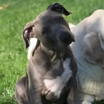 Brodie Doyle🐶 - @brodiepup2017 - Instagram