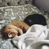 💤☁️Sleepy Cats☁️💤 - @doyleandbrodie - TikTok